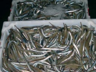 PESCA 02  BASURA